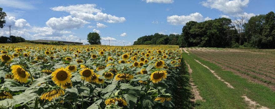 Jolivette Family Farms