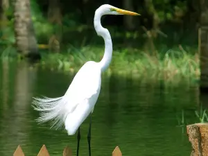 Poovar Backwater Cruise