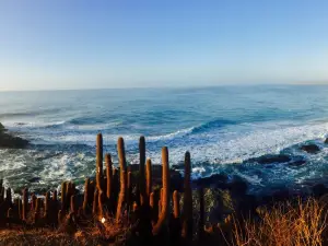 Punta De Lobos