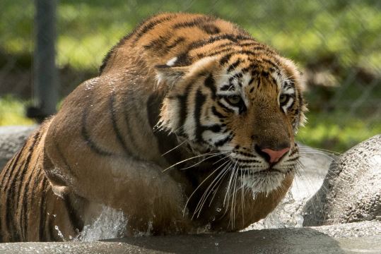 Big Cat Habitat