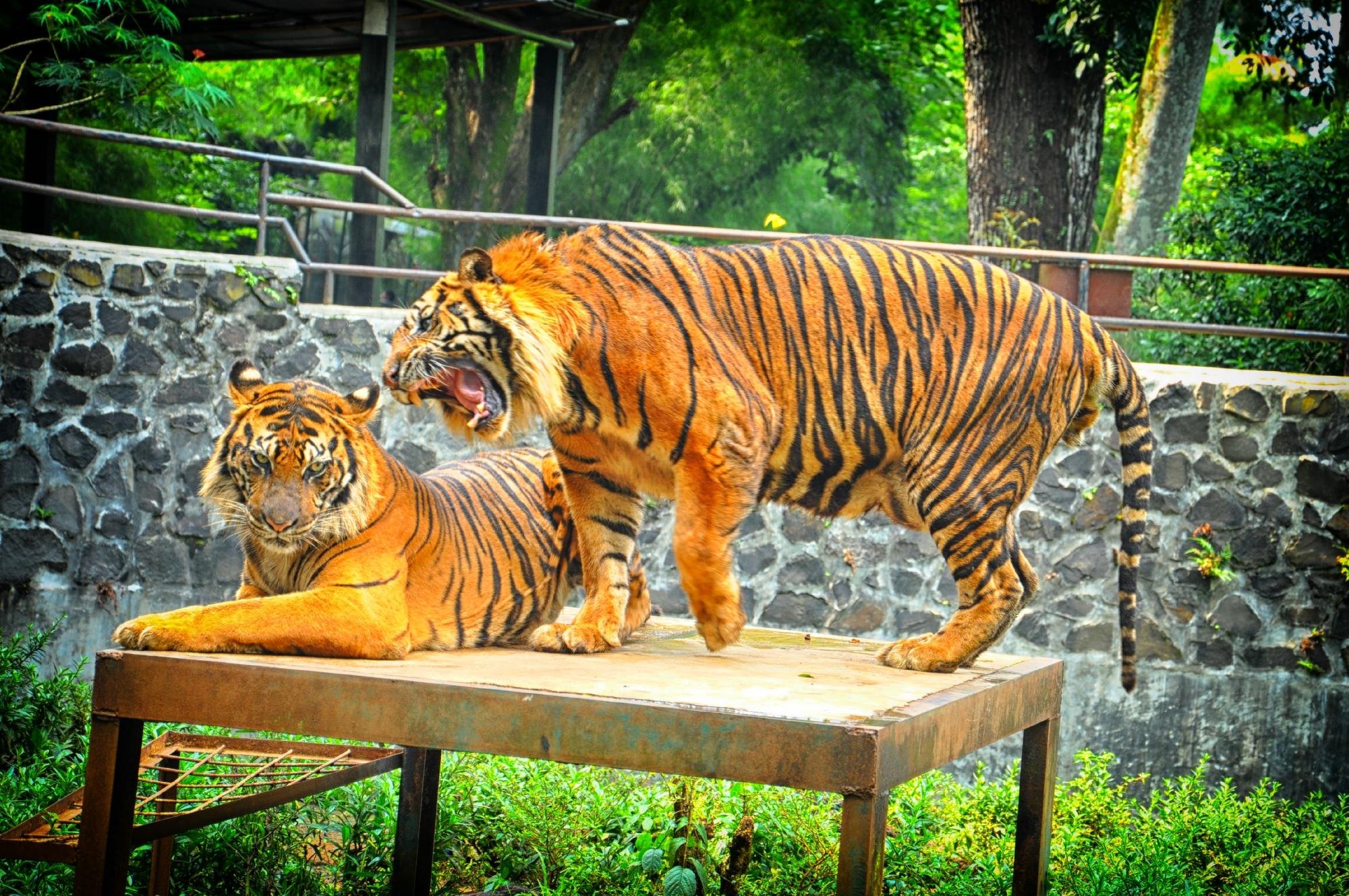 Bandung Zoo