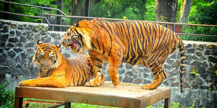 Bandung Zoo