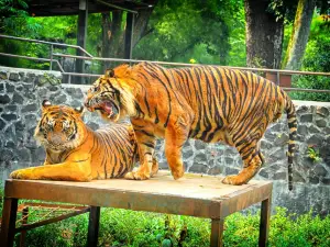 Kebun Binatang Bandung (Bandung Zoo)