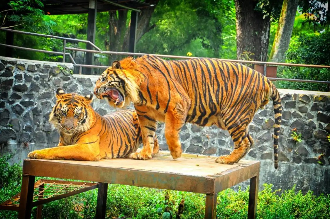 Hotels near Bandung Zoo