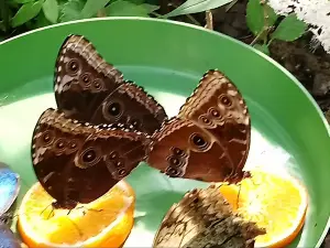 The Butterfly - Butterfly Land