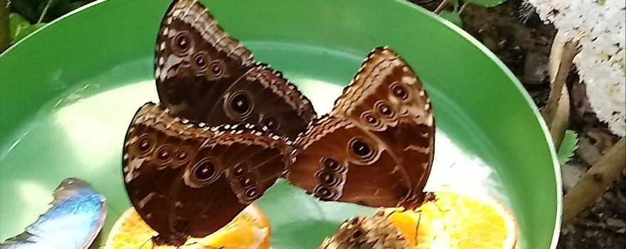 The Butterfly - Butterfly Land