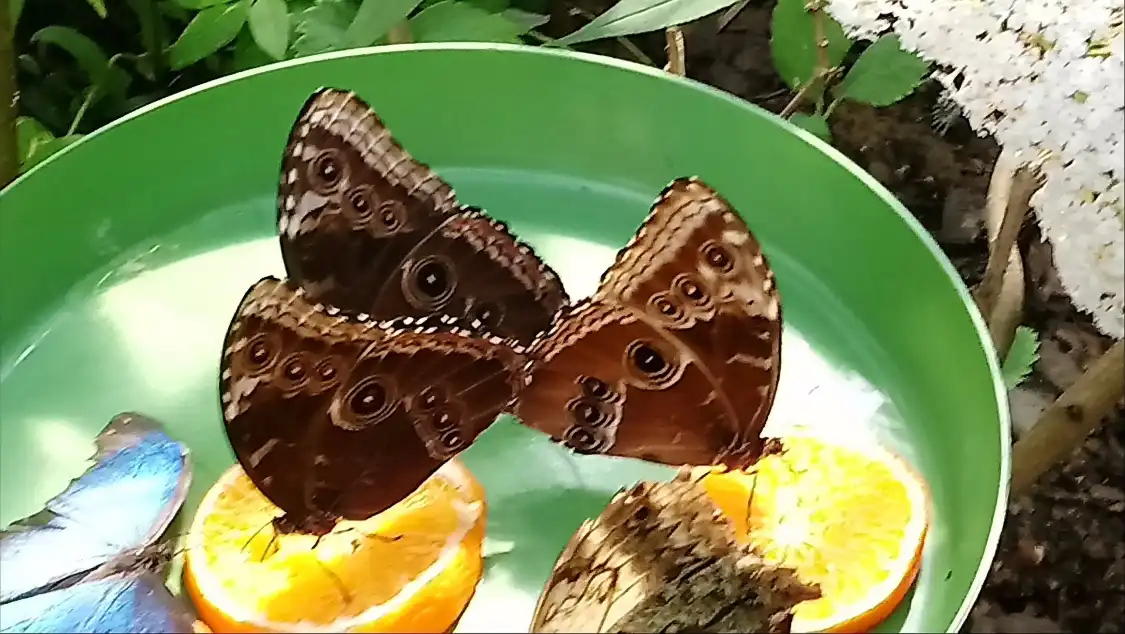 Hotels near The Butterfly - Butterfly Land