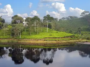 Tea Country, PTPN 8