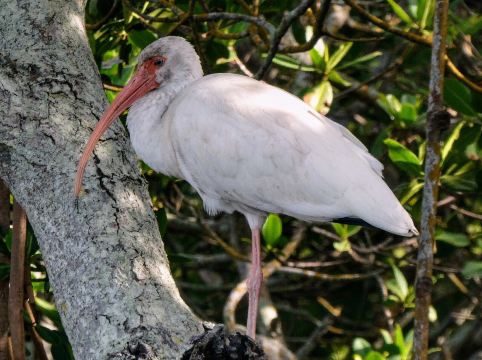 Emerson Point Preserve