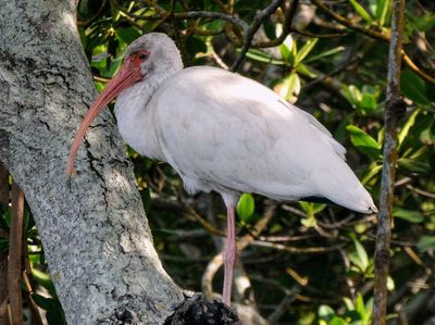 Emerson Point Preserve