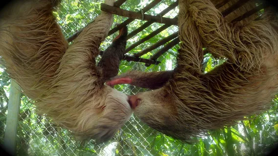 Osa WildLife Sanctuary