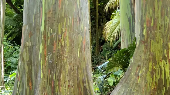 Ke'anae Arboretum