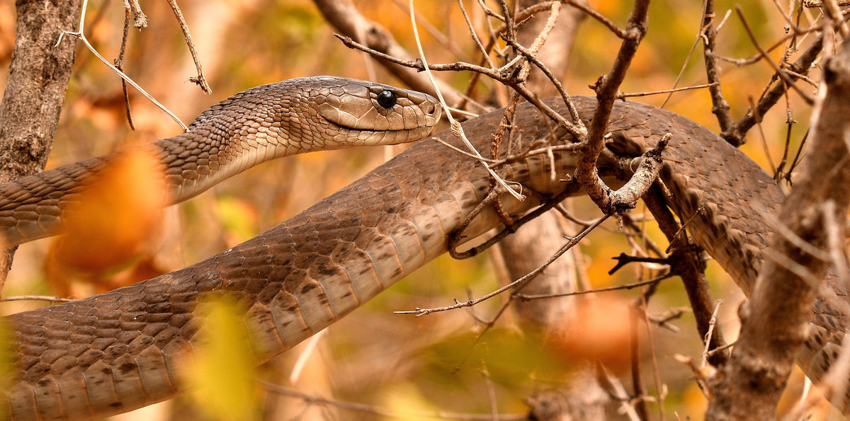 Hoedspruit Reptile Centre