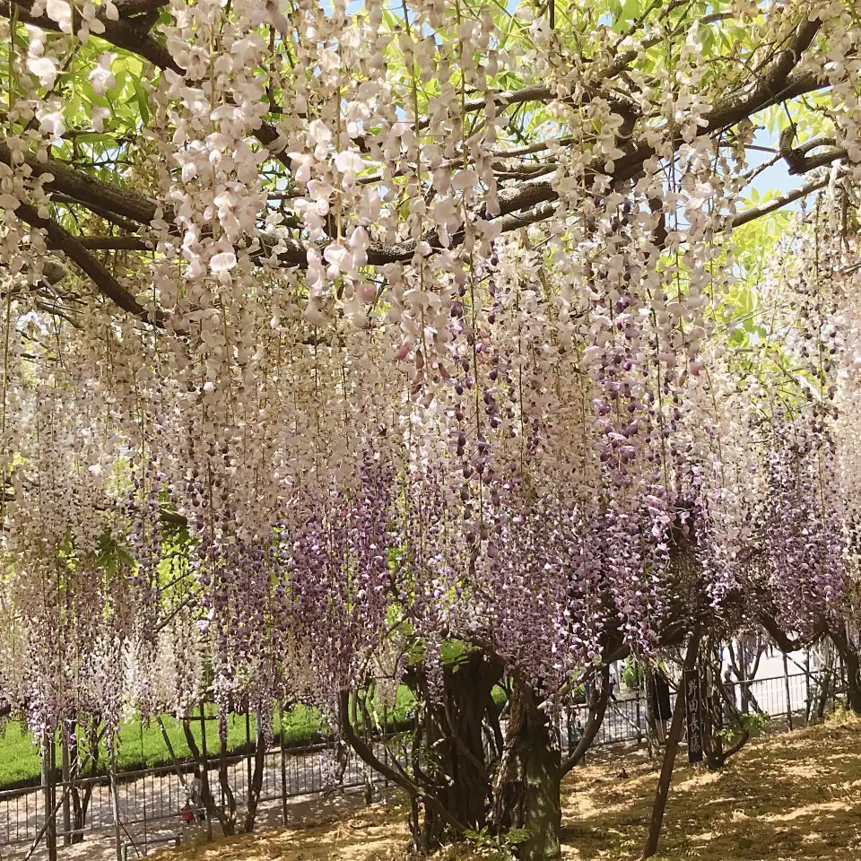 3_Senzai Farm