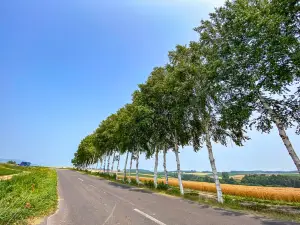 Seven Stars Tree