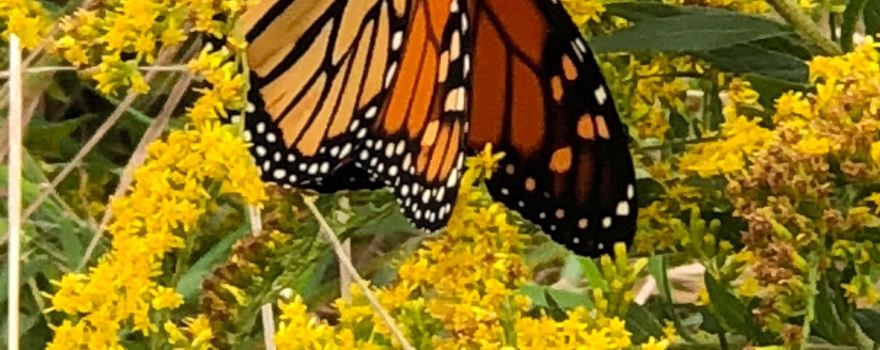 Mass Audubon's Daniel Webster Wildlife Sanctuary