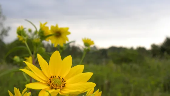 Hillman Marsh Conservation Area