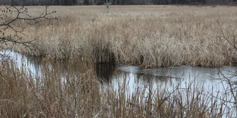 Miller Creek Wildlife Area