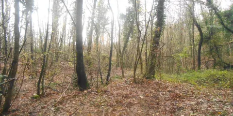 Il Bosco dei Tartufi