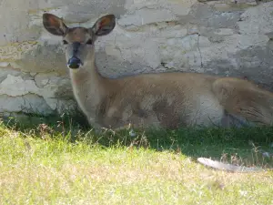 Bruemmer Co Park