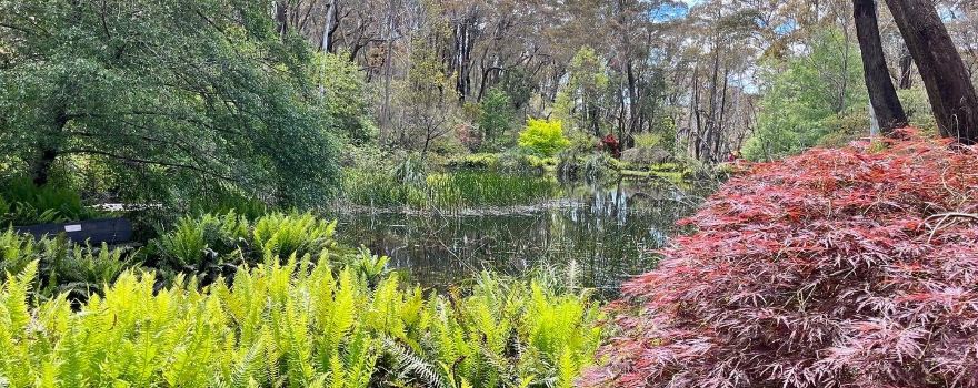 Campbell Rhododendron Gardens