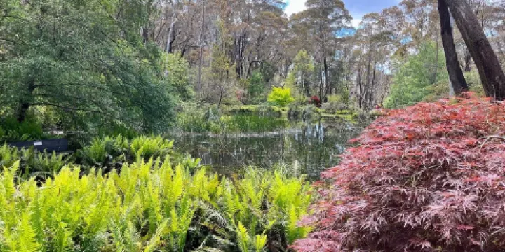 The Campbell Rododendron Gardens