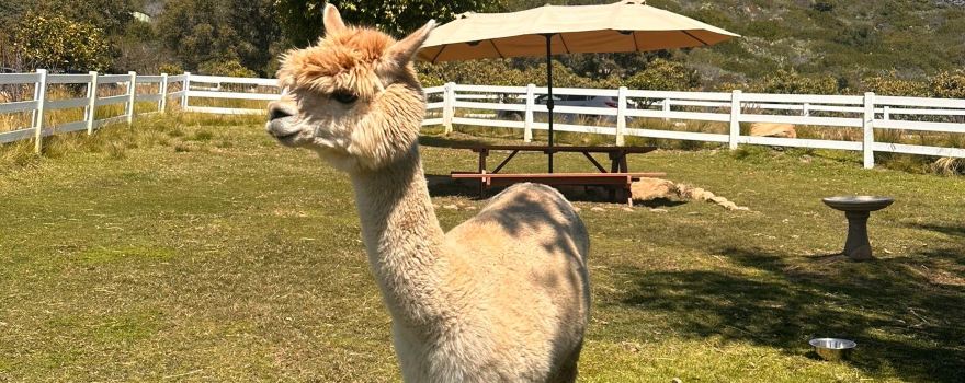Canzelle Alpacas