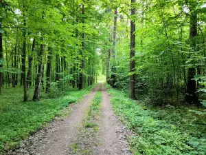 Ścieżka Przyrodnicza "Czarny Las"