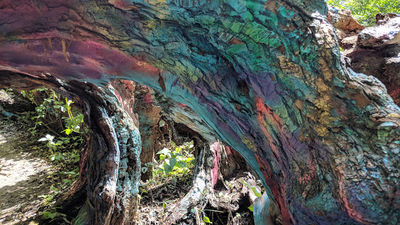Hippie Tree