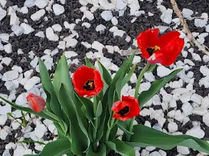 Dundurn Community Hall