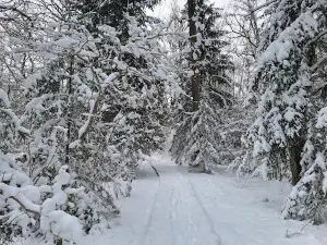 Dūkštų ąžuolyno pažintinis takas