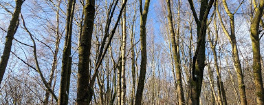 Billinge Wood Mountain Bike Trails