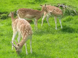 Zoo Mösseberg