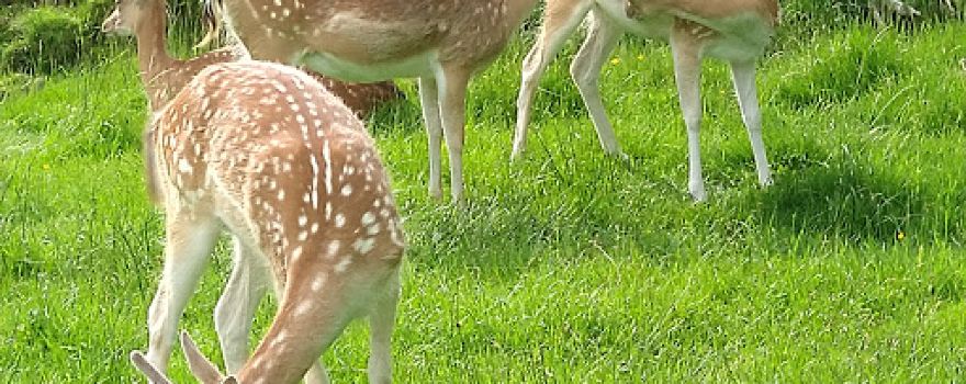 Zoo Mösseberg