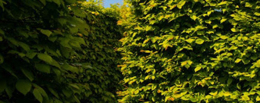 Irrgarten