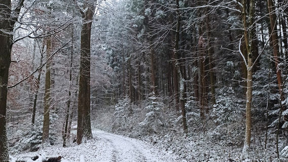 Arboretum Baumlehrpfad