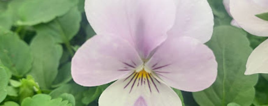 Riverside Plants (Riverside Nurseries)