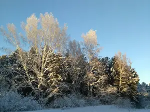 Yuvalinsky cedar