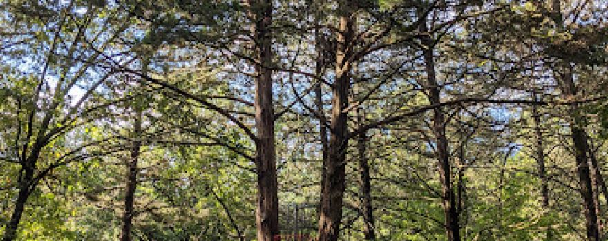 Camdenton Park