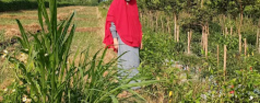 Picking Oranges Travel