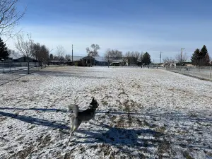 Dog Park