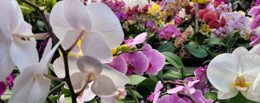 Surry Gardens