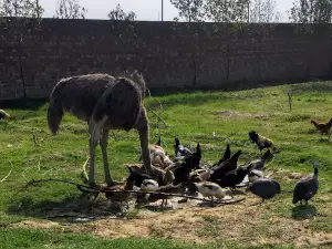 Sandhu Baba Farm