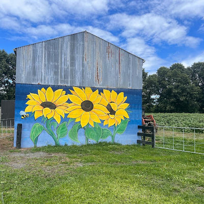 The Taupiri Sunflower Farm