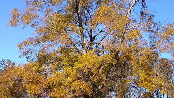 Sound of Freedom Golf Course