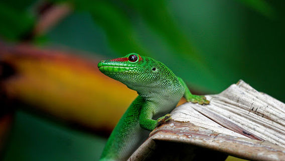 Reptilienzoo Allgaeu