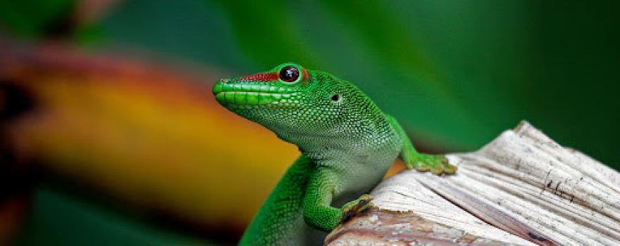 Reptilienzoo Allgaeu