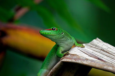 Reptilienzoo Allgaeu