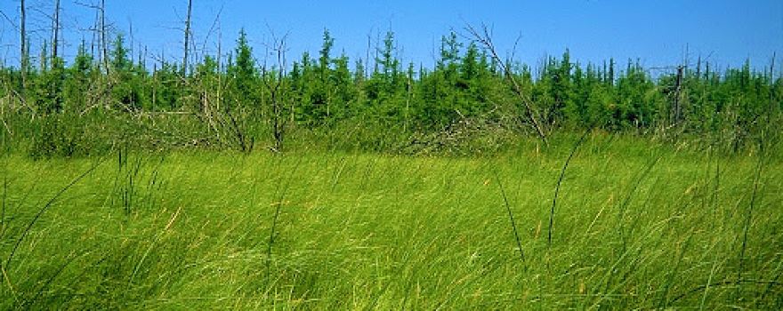 St. Wendel Tamarack Bog Scientific and Natural Area (SNA)