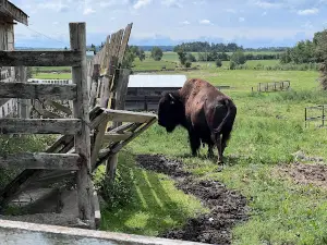 Jon’s Funny Farm